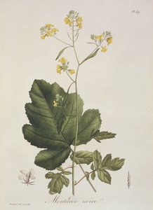 Brassica nigra aus 