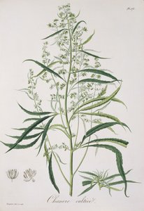 Cannabis Sativa aus 