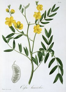 Cassia aus 