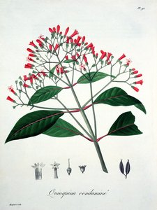Chinarinde aus 