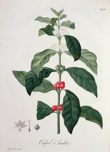 Coffea Arabica aus 