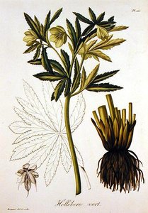 Helleborus Viridis aus 