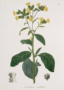 Nicotiana aus 