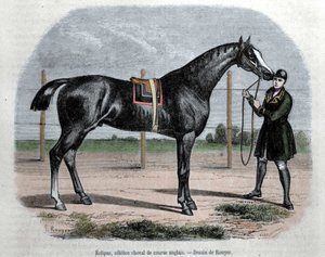 Das englische Rennpferd Eclipse. Illustration von Rouyer. von L. (after) Rouyer
