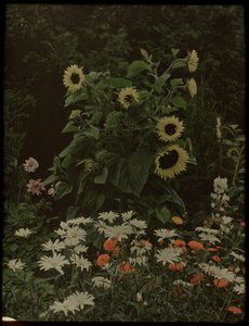 Garten des Hauses Kersbergen, Zeist, mit unter anderem Sonnenblumen