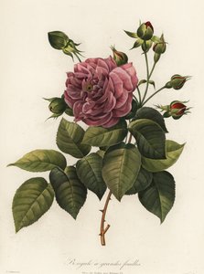 Bengalische Rose, Rosa chinensis Sorte, Bengale a grandes feuilles von Langlois Langlois