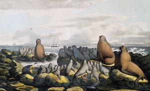 Seebären von der Sankt-Paul-Insel, Alaska, aus Voyage pittoresque autour du monde