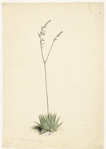 Blühende Aloe