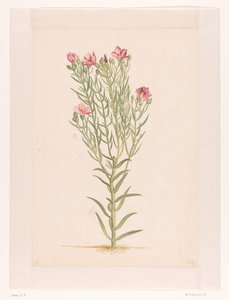 Pflanze mit rosa Blüten