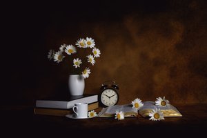 Gänseblümchen Bücher Morgenfrieden