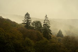 Wolkenwald III von Lee Cooper