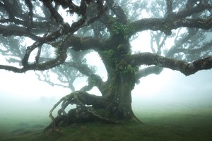 Der Wald bleibt IIII von Lee Cooper