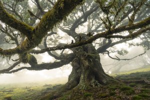 Der Wald bleibt II von Lee Cooper