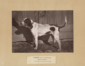 Pilote, Chien de Saintonge, Meute de Virelade, A.M. Joseph de Carayon Latour von Leon Cremiere