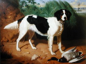 Porträt eines Hundes