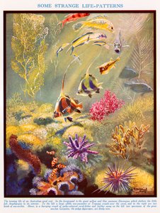 Australisches Korallenriff