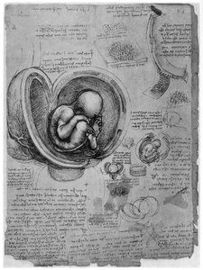 Anatomische Skizze eines menschlichen Fötus im Mutterleib