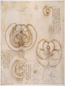 Anatomiestudien von Leonardo da Vinci