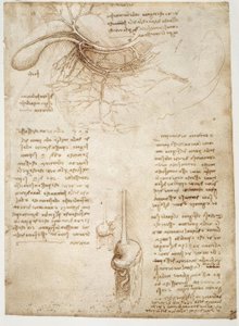 Anatomiestudien von Leonardo da Vinci