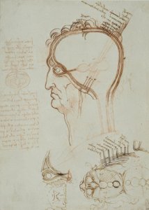 Anatomiestudien