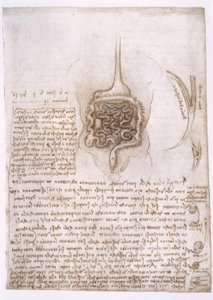 Anatomiestudien von Leonardo da Vinci