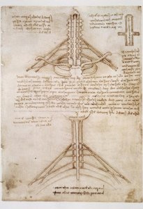 Anatomiestudien