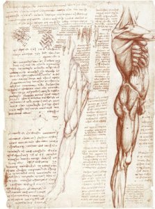 Anatomiestudien: Die Muskulatur des Rumpfes und der Beine von Leonardo da Vinci