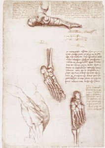 Anatomiestudien: Oberflächenanatomie der Schulter / Knochen des Fußes von Leonardo da Vinci