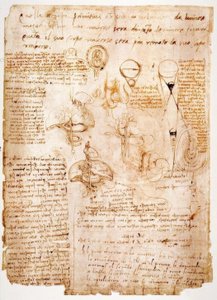 Anatomiestudien: Organe des Bauches...