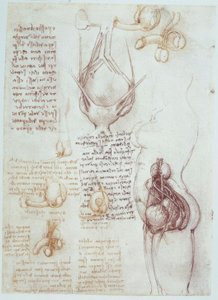 Anatomiestudien: Vergleichende Darstellungen männlicher und weiblicher Genitalien von Leonardo da Vinci