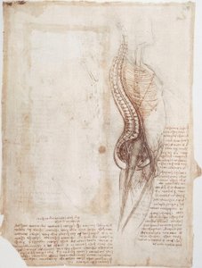 Anatomiestudien: Wirbelsäule