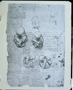 Fünf Ansichten eines Fötus im Mutterleib, Faksimilekopie von Leonardo da Vinci