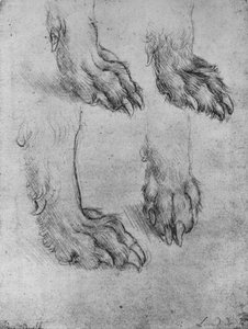 Vier Studien der Pfoten eines Hundes oder Wolfs, ca. 1480, 1945