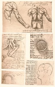 Vier anatomische Zeichnungen, ca. 1472-ca. 1519, 1883