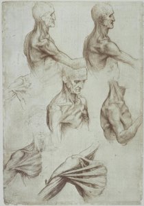 Leonardo / Hals- und Schultermuskulatur von Leonardo da Vinci