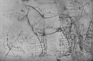 Vermessene Zeichnung eines Pferdes im Profil nach links, ca. 1480, 1945
