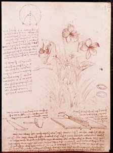 Notizen und Skizzen zur Botanik und Geometrie: Narzisse. Zeichnung auf Doppelseite eines Manuskripts von Leonardo da Vinci von Leonardo da Vinci