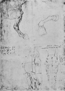 Studien von Pferde-Vorderbeinen und gemessene Zeichnungen von Pferdeköpfen von Leonardo da Vinci