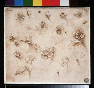 Studie von Blumen
