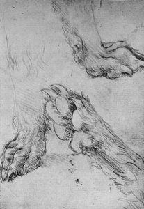 Drei Studien der Pfoten eines Hundes oder Wolfs, ca. 1480, 1945 von Leonardo da Vinci