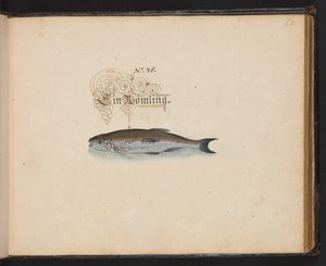 "Eine genaue natürliche Beschreibung und Darstellung der Wasservögel, Fische, Vierfüßler, Insekten und Würmer, die in den Gewässern von Straßburg vorkommen, die ich selbst geschossen und gehandhabt habe. Leonard Baldner, Fischer und Bürger in Straßburg"