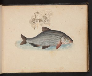 "Eine genaue natürliche Beschreibung und Darstellung der Wasservögel, Fische, Vierfüßler, Insekten und Würmer, die in den Gewässern von Straßburg vorkommen, die ich selbst geschossen und gehandhabt habe. Leonard Baldner, Fischer und Bürger in Straßburg"