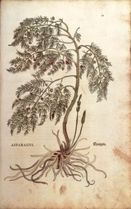 Spargel von Leonhart Fuchs aus De historia stirpium commentarii insignes, kolorierte Gravur von Leonhard Fuchs