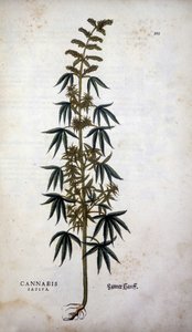 Cannabis Sativa (Hanf) - in „De Historia Stirpium commentarii insignia“ von Leonhart Fuchs
