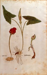 Gefleckter Aronstab - Arum italicum (Arum) von Leonhart Fuchs aus De historia stirpium commentarii insignes (Bemerkenswerte Kommentare zur Geschichte der Pflanzen), kolorierte Gravur