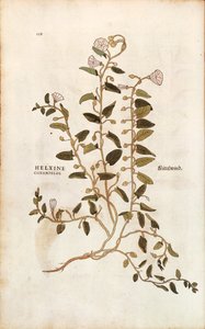 Ackerwinde - Convolvulus arvensis (Helxine cissampelos) von Leonhart Fuchs aus De historia stirpium commentarii insignes (Bemerkenswerte Kommentare zur Geschichte der Pflanzen), kolorierter Stich