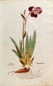 Deutsche Schwertlilie - Iris florentina (Iris germanica) von Leonhart Fuchs aus De historia stirpium commentarii insignes (Bemerkenswerte Kommentare zur Geschichte der Pflanzen), kolorierter Stich