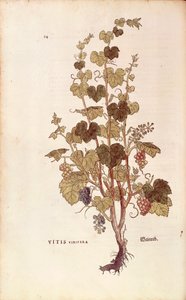 Weinrebe (Vitis vinifera) aus De historia stirpium commentarii insignes (Bemerkenswerte Kommentare zur Geschichte der Pflanzen), kolorierter Stich