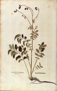 Großer Wiesenknopf - Sanguisorba officinalis (Sanguisorba major) von Leonhart Fuchs aus De historia stirpium commentarii insignes (Bemerkenswerte Kommentare zur Geschichte der Pflanzen), kolorierte Gravur von Leonhard Fuchs