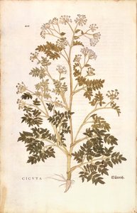 Schierling - Conium maculatum (Cicuta) von Leonhart Fuchs aus De historia stirpium commentarii insignes (Bemerkenswerte Kommentare zur Geschichte der Pflanzen), kolorierte Gravur von Leonhard Fuchs